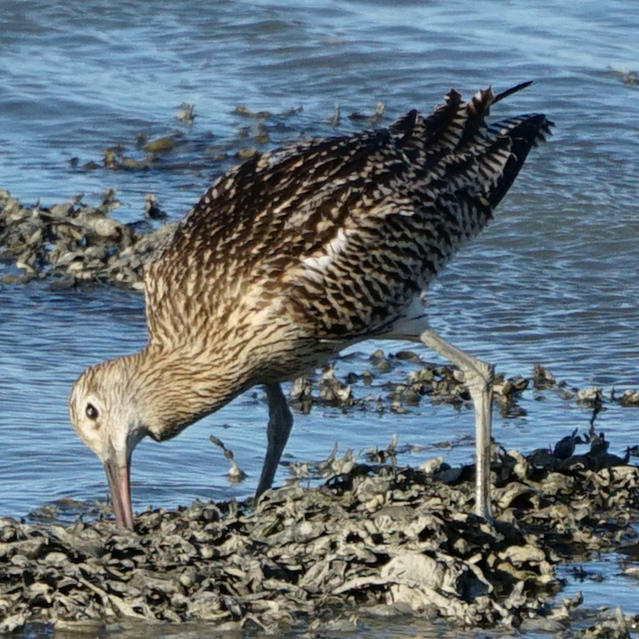 welke vogel is dit ?